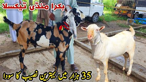 Shoq Wala Mall Bakra Mandi Taxila Update August Naseeb Ka