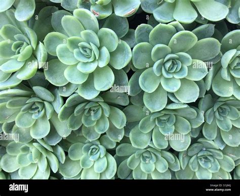 Thick Leaves Succulent Hi Res Stock Photography And Images Alamy