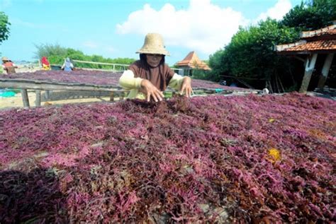 Kembangkan Rumput Laut Samarinda Lanyalla Sudah Tembus Pasar Korea