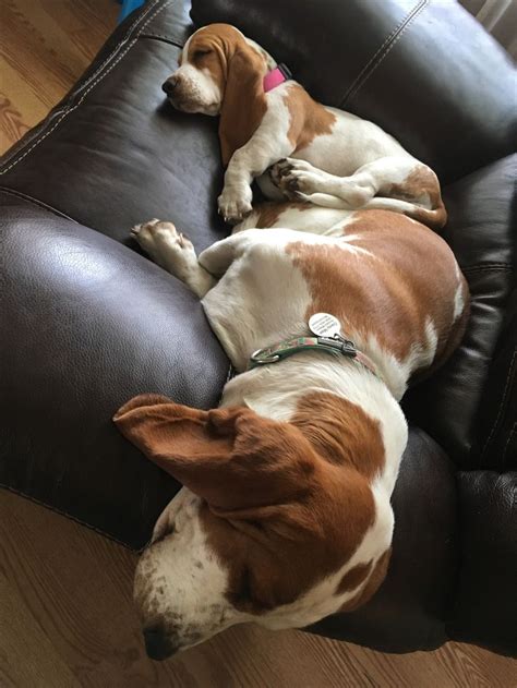 Pin By Brooke Mason On My Basset Hounds Basset Hound Basset Hound