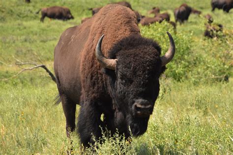 Wood Buffalo National Park - Canadian Museums