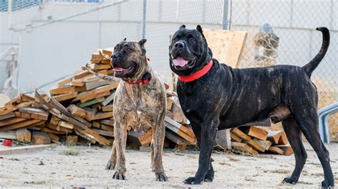 Perro De Presa Canario Colors What Colors On A True Presa Canario