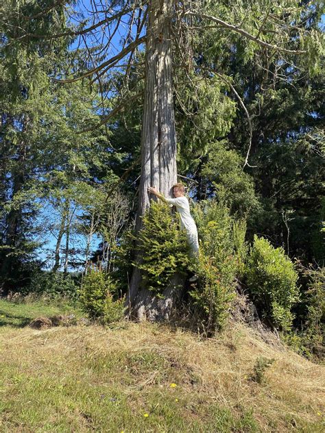 Tree hugging meditation – Violet Li Tai Chi