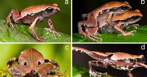 Science New Mysterious Frog Species Discovered In Western Ghats Named