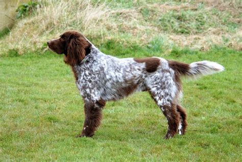 German Longhaired Pointer Artofit