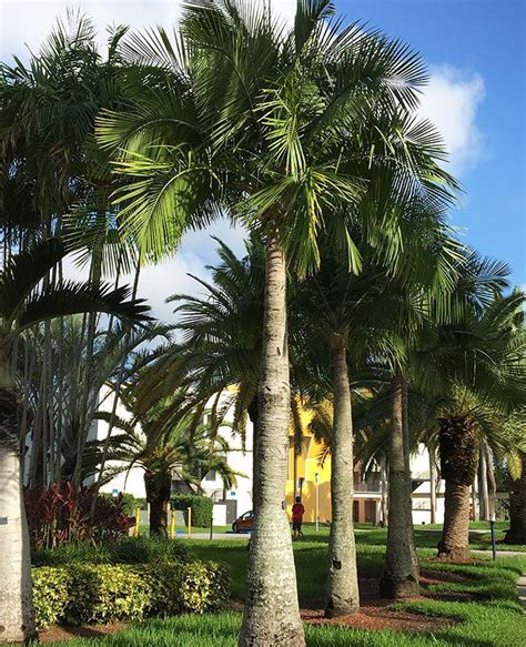 How To Grow And Care For The Majesty Palm Ravenea Rivularis Majesty