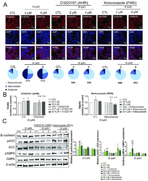 Pharmacological Inhibition Of Aryl Hydrocarbon Receptor Ahr And