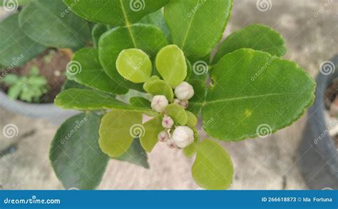 Kaffir lime plant stock image. Image of ingredient, branch - 266618873