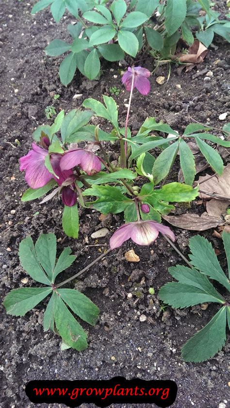 Helleborus dumetorum - How to grow & care