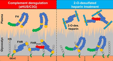 Frontiers Selective Binding Of Heparin Heparan Sulfate