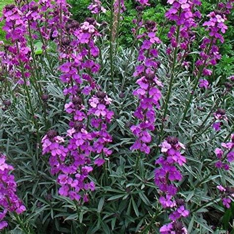 Erysimum Bowles Mauve Perennial Wallflower Large Perennial Plug