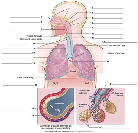 Lung 3 Diagram Quizlet