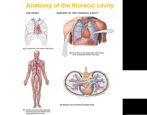 Anatomy of the Thoracic cavity Quiz