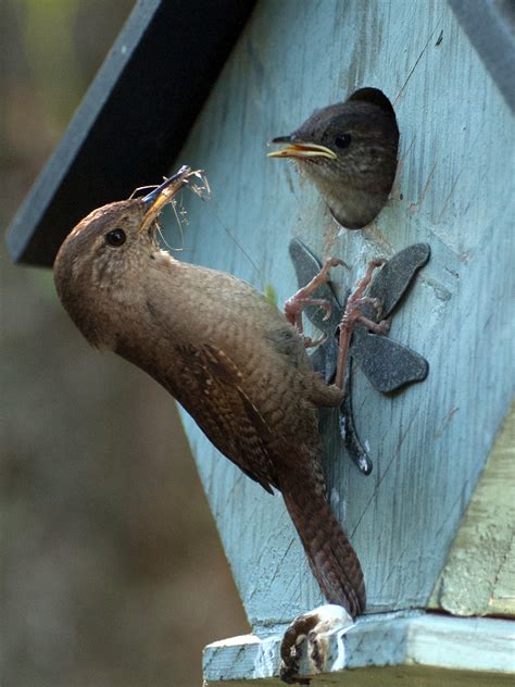 Wrens feeding babies – Our Habitat Garden