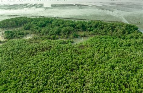 Manguezal verde captura dióxido de carbono emissões líquidas zero