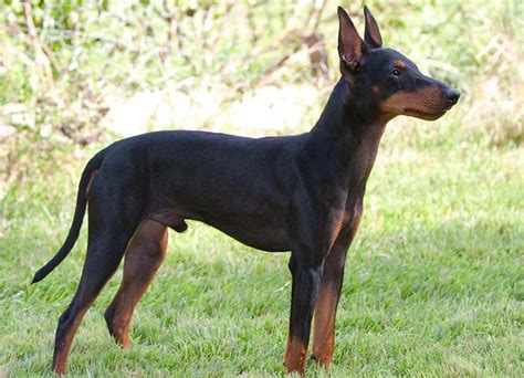 10 Best Dog Breeds For Obedience