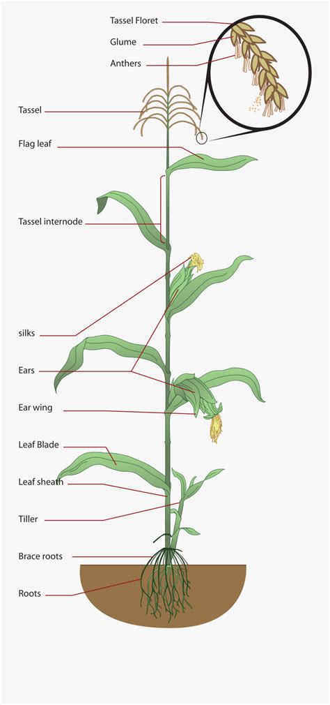 Structure Of Maize Plant , Free Transparent Clipart - ClipartKey