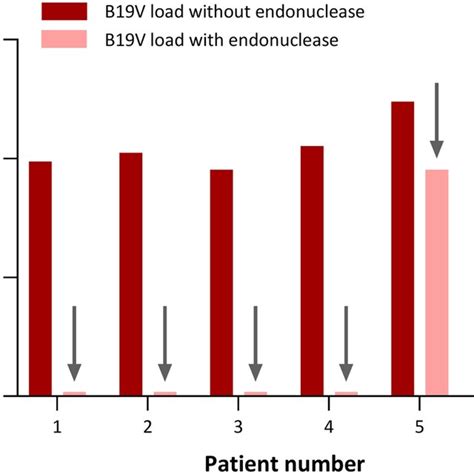 Parvovirus B B V Dna Absent Or Degradable In Blood Of Patients