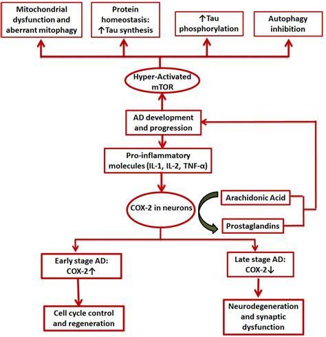 Frontiers Integrated Pathways Of Cox 2 And Mtor Roles In Cell Sensing And Alzheimer’s Disease