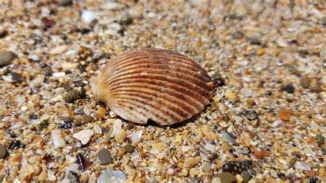 Expensive Seashells Found in Australia At The Beach