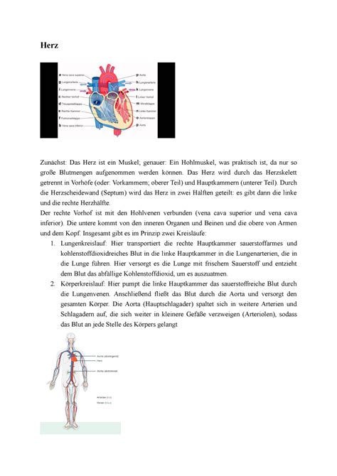 Herz Zusammenfassung Kurzlehrbuch Biologie Herz Das Herz Ist Ein