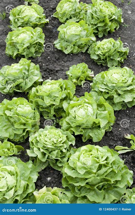 Allotment Garden Bed Stock Image Image Of Nature Green 12400437