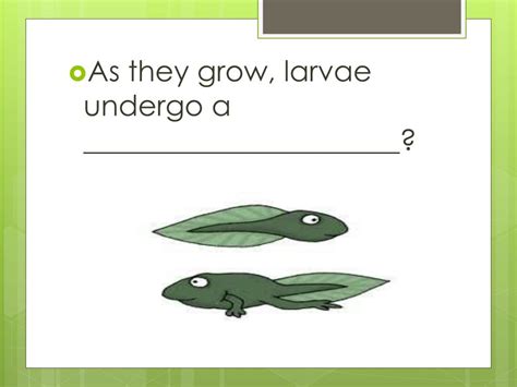 PPT - Amphibian ADAPTATIONS PowerPoint Presentation, free download - ID ...