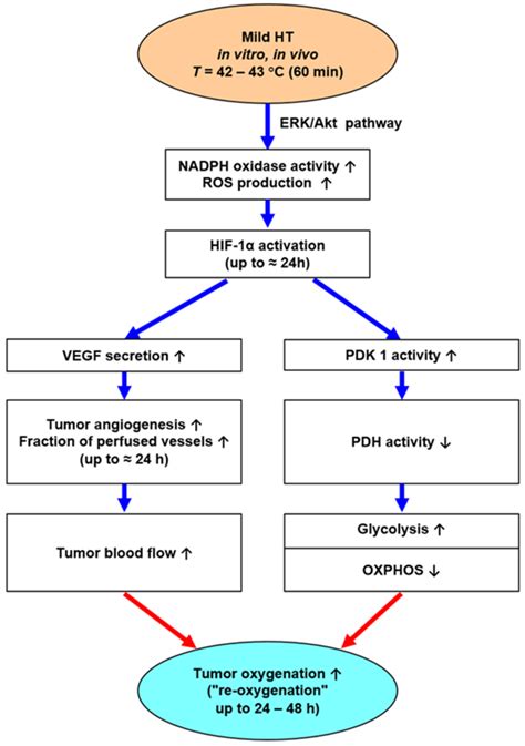 Right Shift Of The Hbo 2 Dissociation Curve Resulting From Intensified Download Scientific