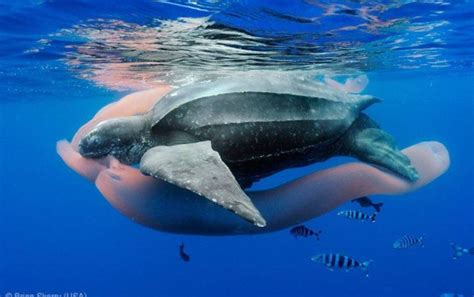 Leatherback Sea Turtle (Dermochelys coriacea) - Sea Turtle Camp