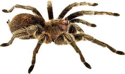 Spider Png Image Transparent Image Download Size 716x428px