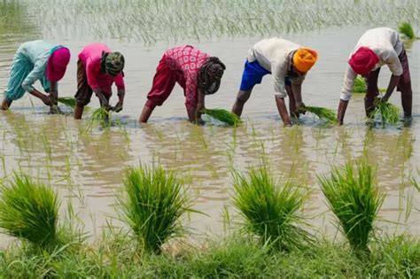 Changement Climatique Quelles Sont Les Cultures Qui N Cessitent Le