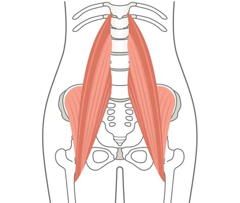 Muscolo Ileopsoas