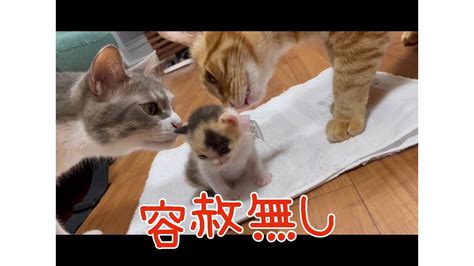 いざ！先住猫と対面！ 容赦無いクンクンに子猫が取った行動が可愛すぎる件2 Youtube