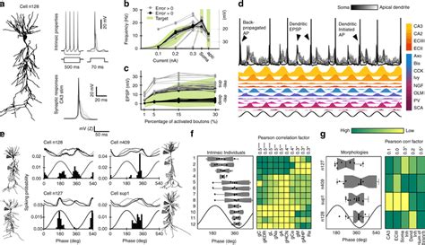 Genetically Constrained Models Of Ca Pyramidal Cell Activity A