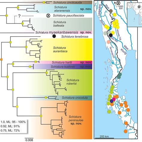 Bayesian Tree Of The Concatenated Dataset Mitochondrial Cytochrome B