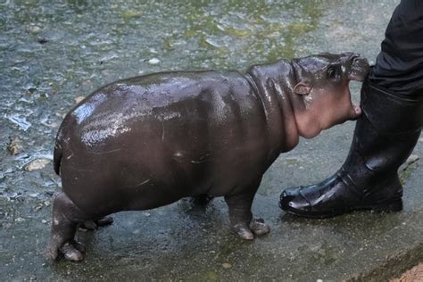 Pygmy Hippo Moo Deng The Internets Favourite Meatball May Soon Get