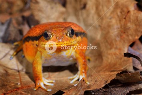 The False Tomato Frog Dyscophus Guineti In Terrarium Royalty Free Stock