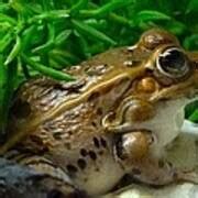 Florida Leopard Frog Photograph by Richard Bryce and Family - Fine Art ...