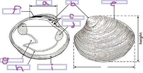 Lab Practical Bivalvia Flashcards Quizlet