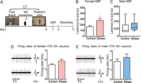 Sex Differences In The Neuroadaptations Of Reward Related Circuits In Response To Subchronic