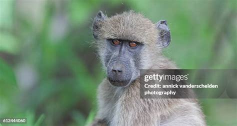 97 Monkey With Big Nose Stock Photos, High-Res Pictures, and Images ...