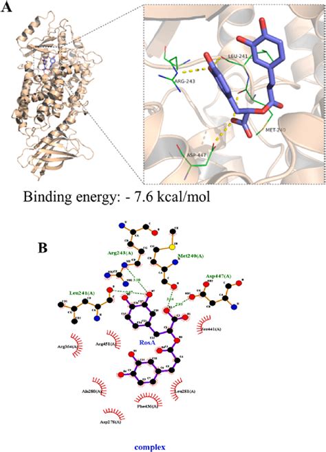 Molecular Docking Analysis Of The Interaction Of Ra And Lox Note A