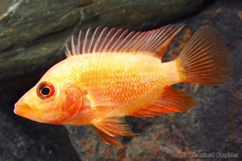 Colored Red Devil Cichlid MEDIUM - Bluegrassaquatics.com