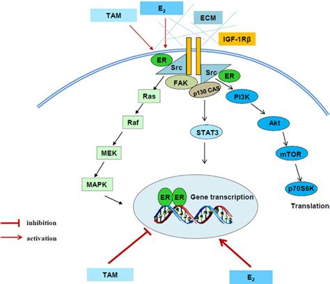 Signal Transduction Pathways Differentially Regulated By E2 And