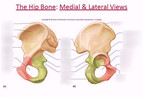 Diagram of The Hip Bone Medial & Lateral Views | Quizlet