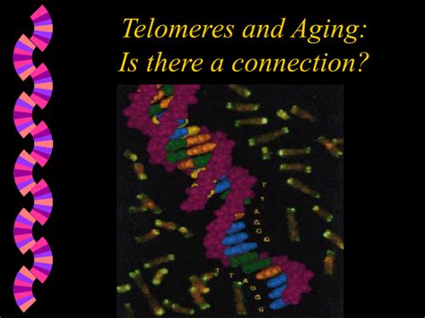 Telomeres And Aging