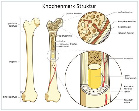 ᐅ Das Knochenmark Ort der Blutbildung Aufbau Funktion