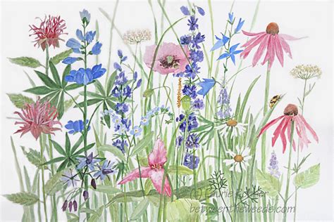 Botanical Flowers Poppy Trillium Beebalm