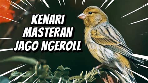 Masteran Burung KENARI Gacor Ngerol Suara Pedas Panjang Mantap Cocok