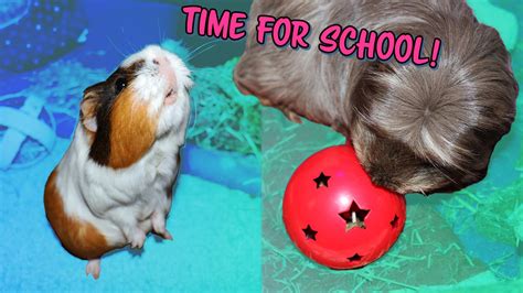 Can I Teach My Guinea Pigs Tricks Guinea Pig Awareness Week Brainy